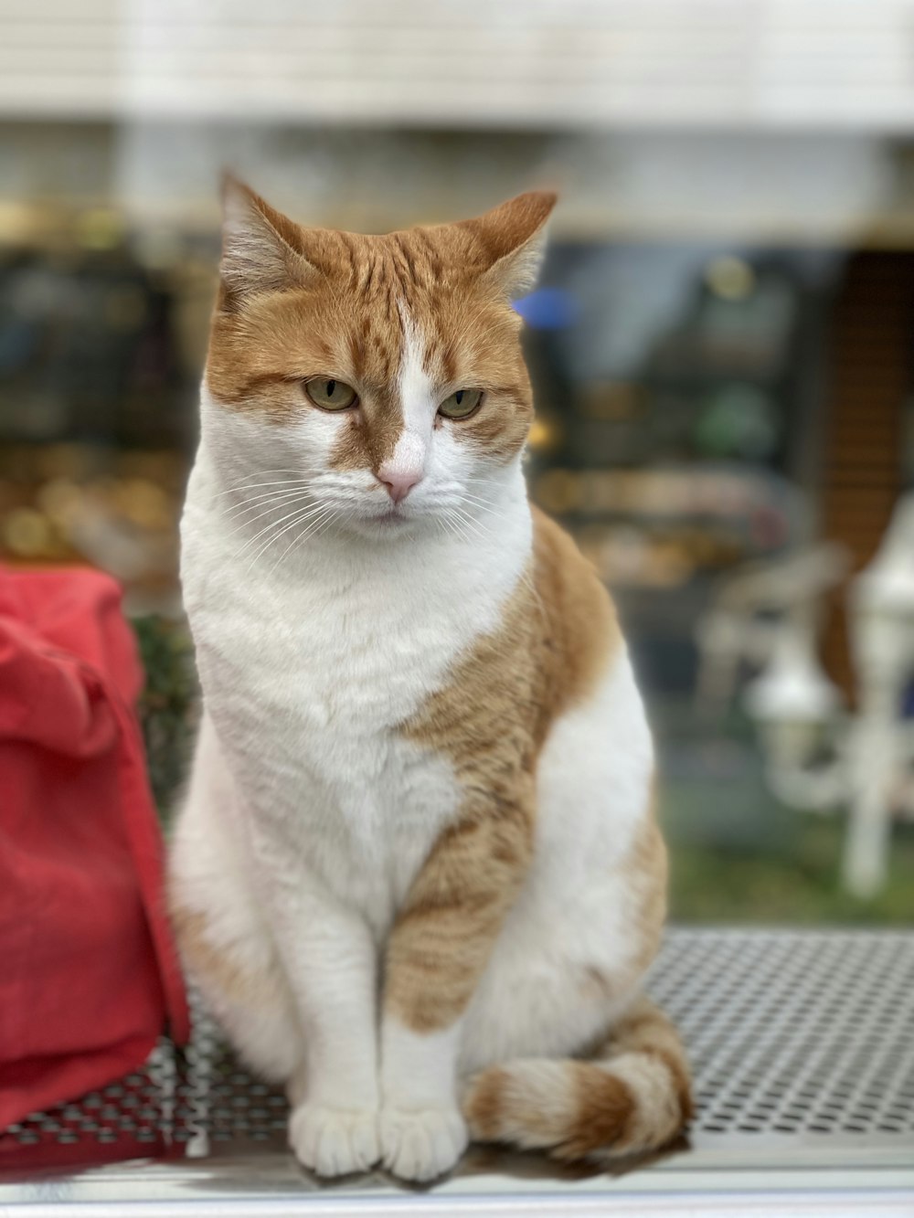 an orange and white cat sitting on top of a table