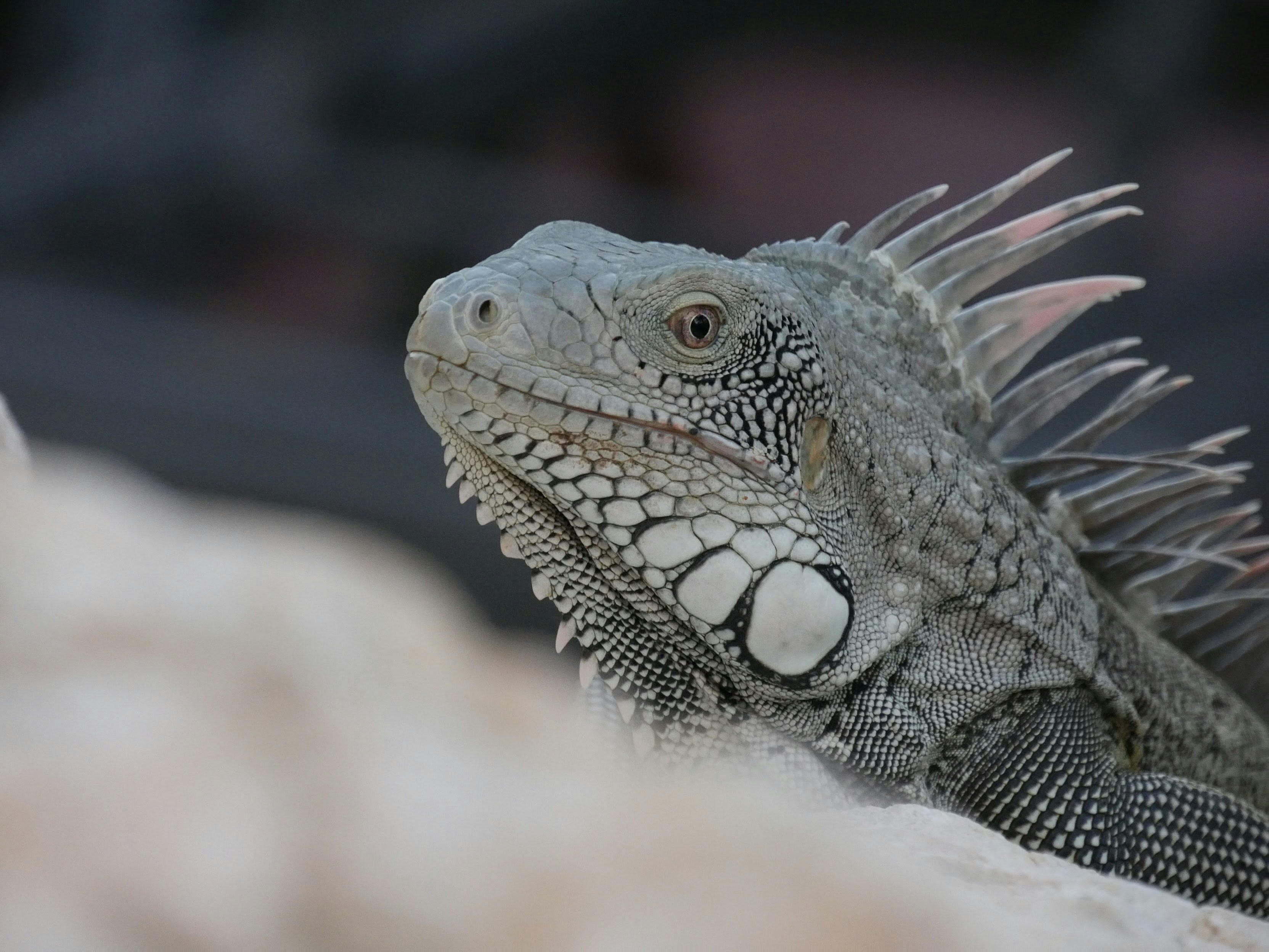 brown and gray bearded dragon