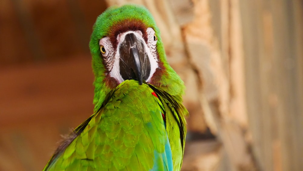 green and red parrot on brown tree branch