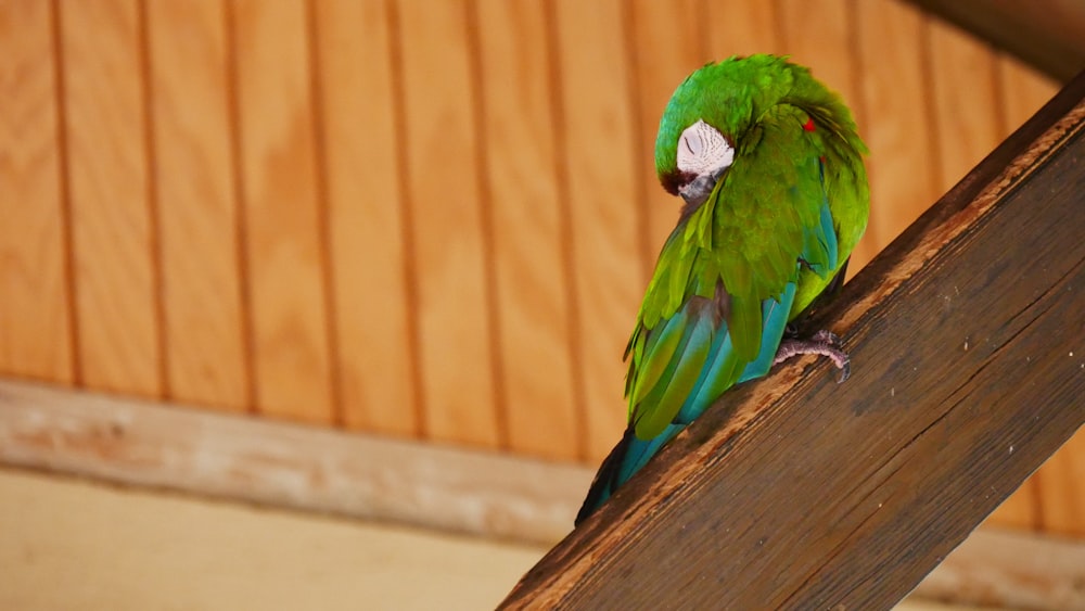 green blue and yellow macaw