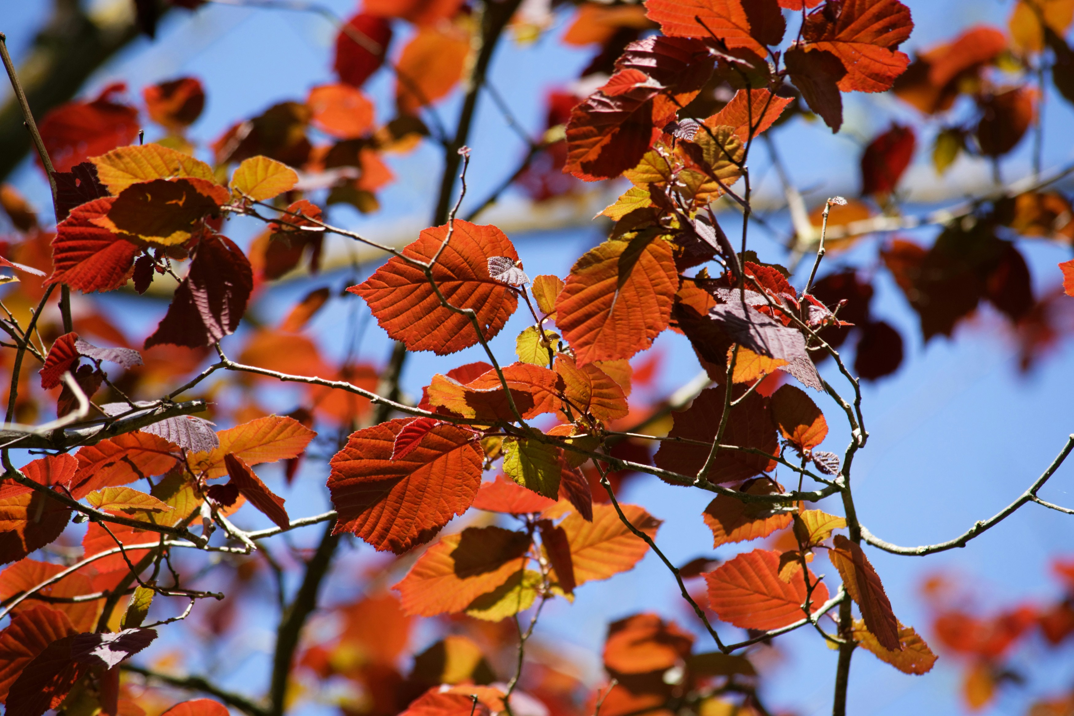 Photo by designbytholen