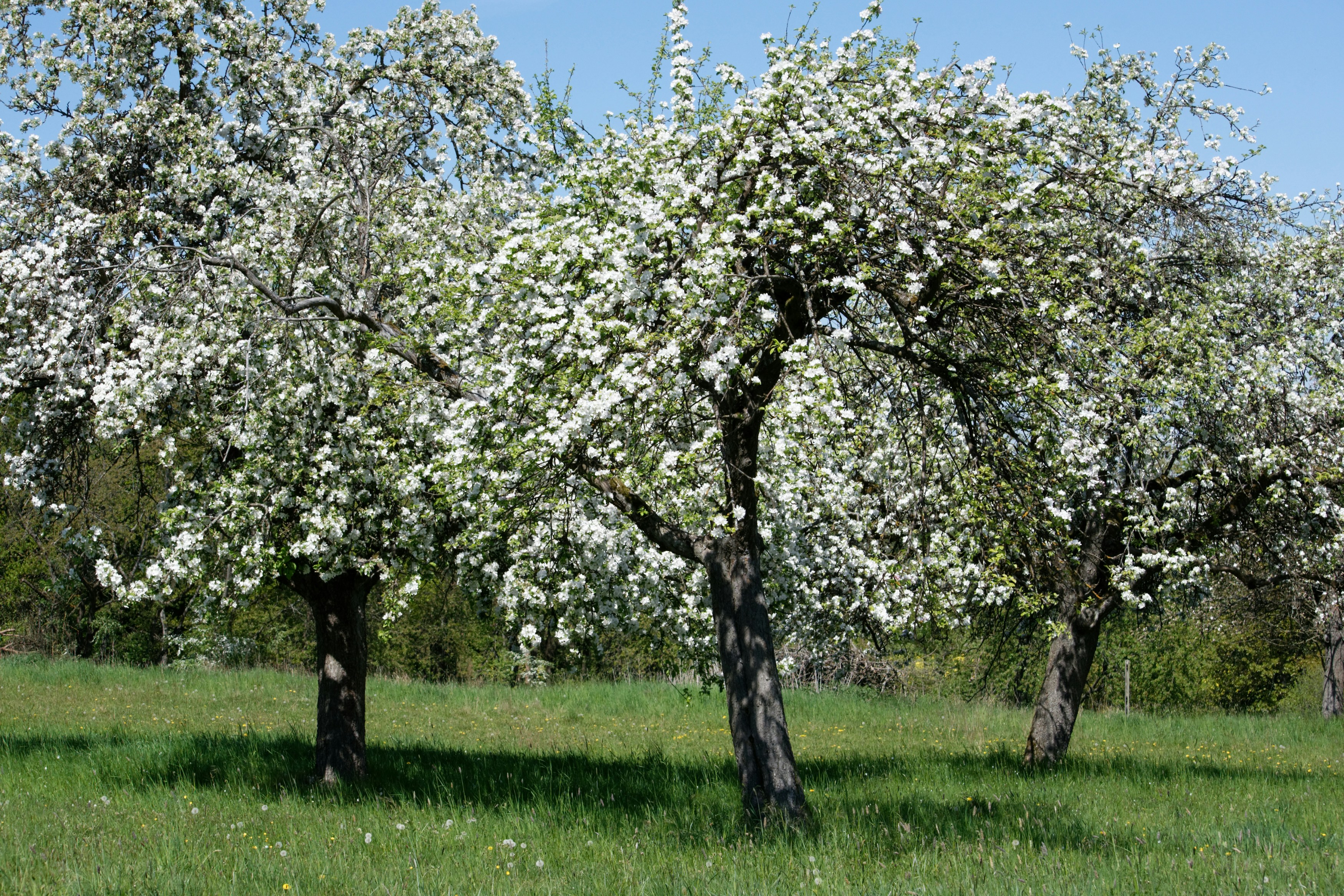 Photo by designbytholen