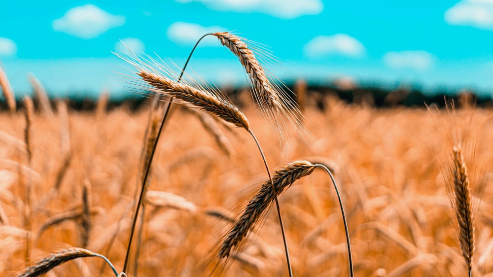 brown wheat field during daytime