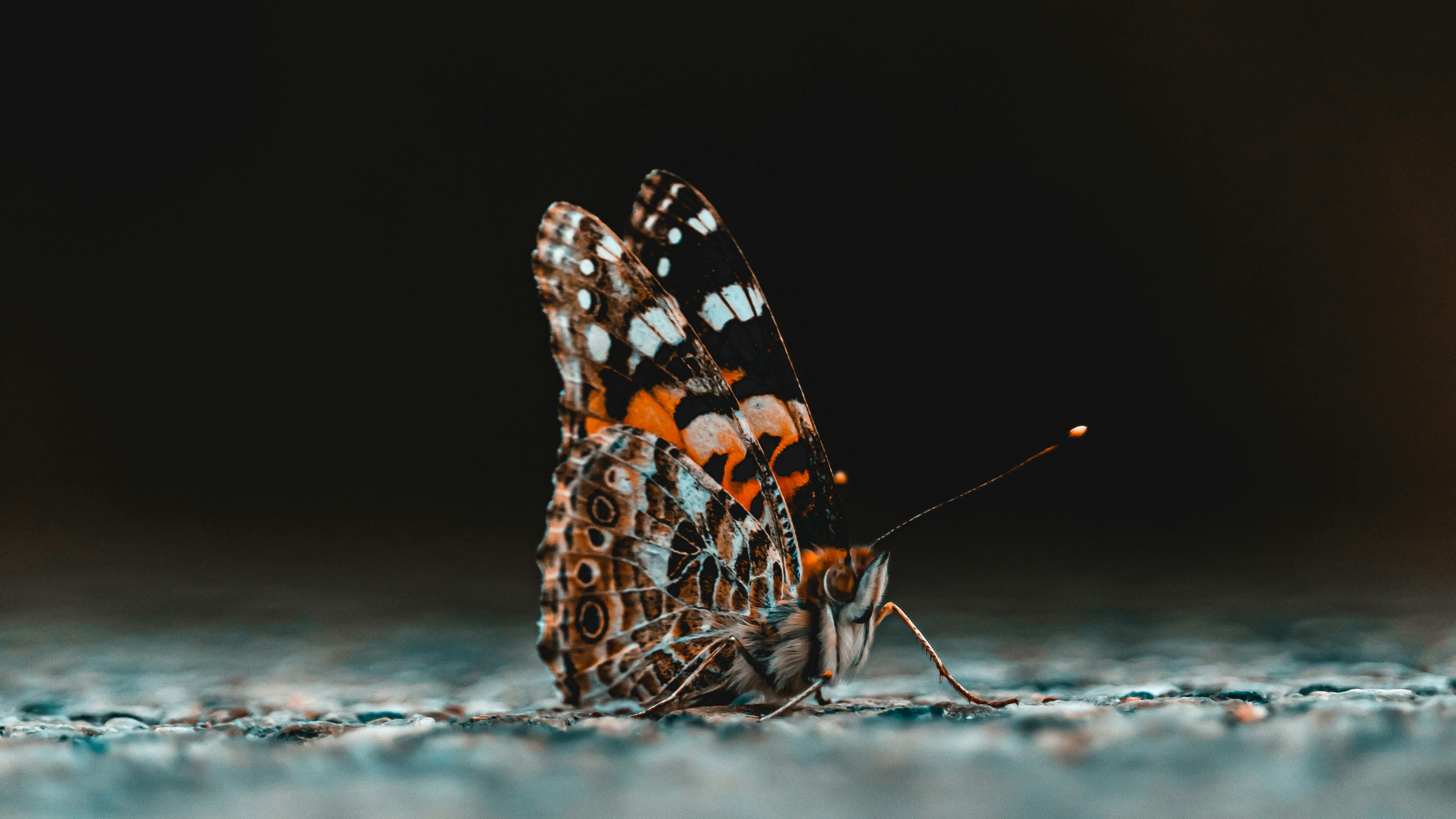 black orange and white butterfly on brown stick