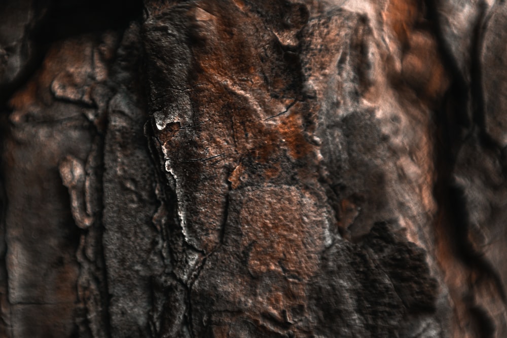 brown and black tree trunk