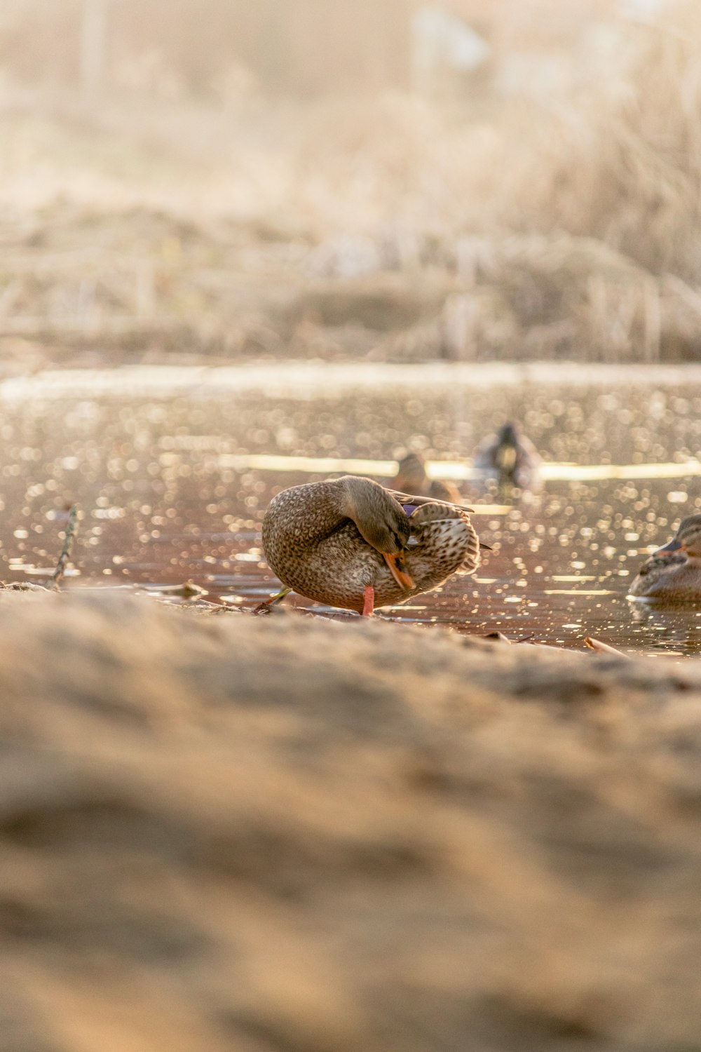 brown duck on water during daytime