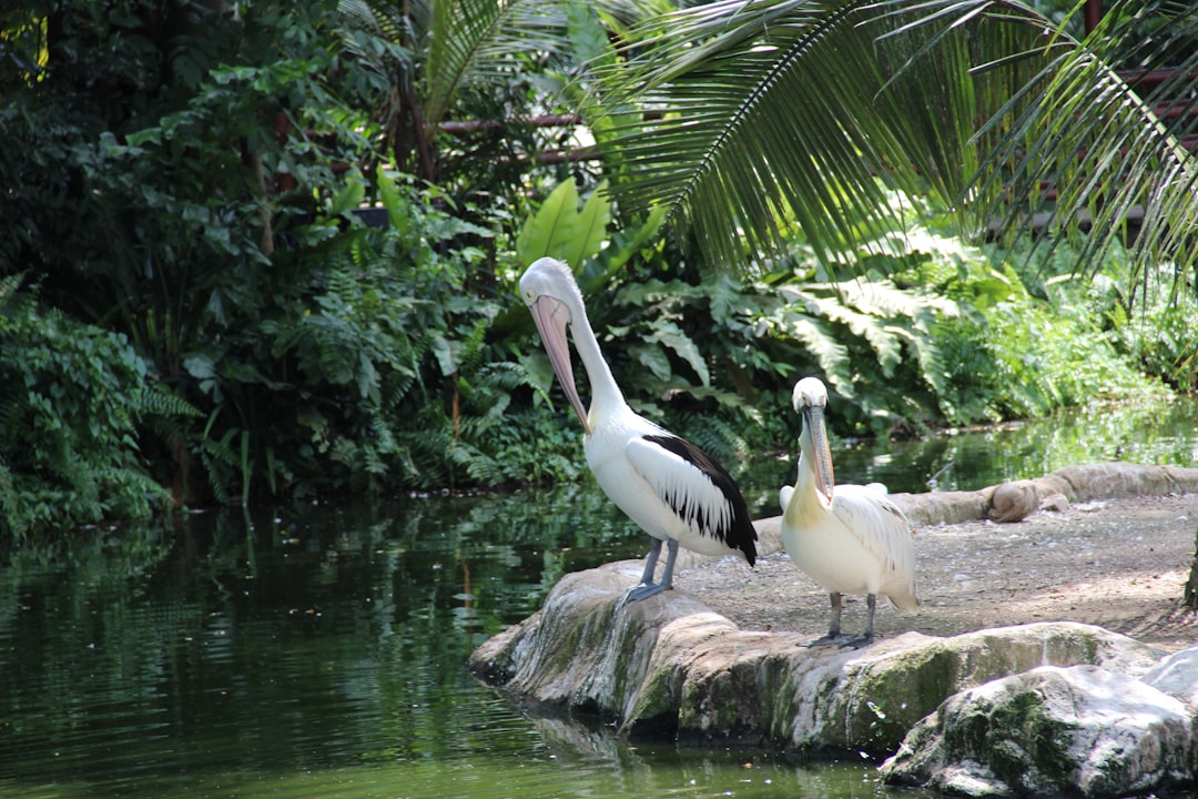 Travel Tips and Stories of Bali Bird Park in Indonesia