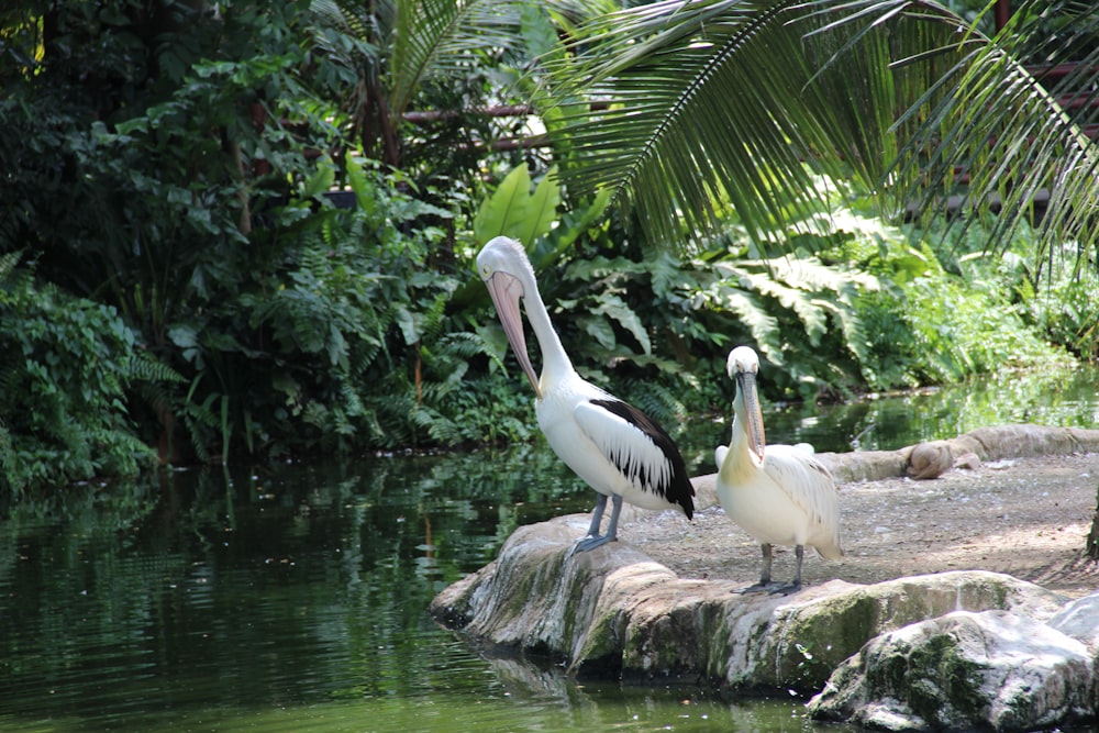 white pelican on brown rock near green trees during daytime