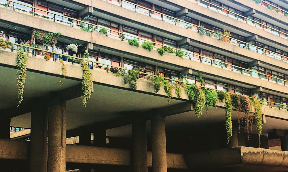 Plantas verdes en un edificio de hormigón marrón