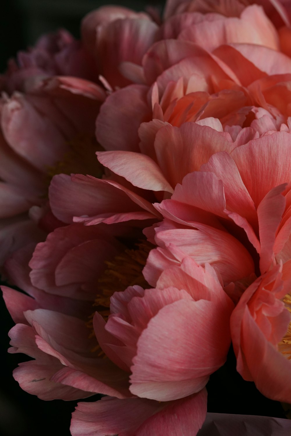 マクロショットのピンクの花