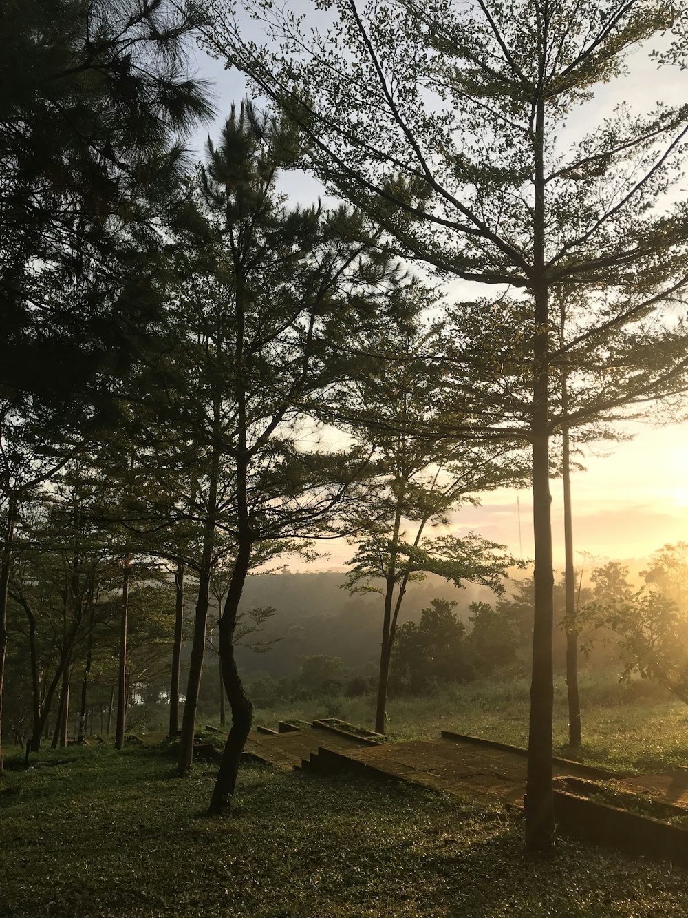 the sun is shining through the trees in the forest