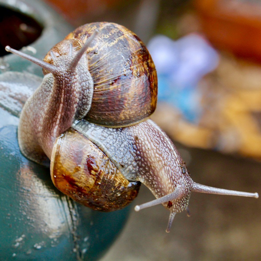 brown snail on brown wooden surface during daytime