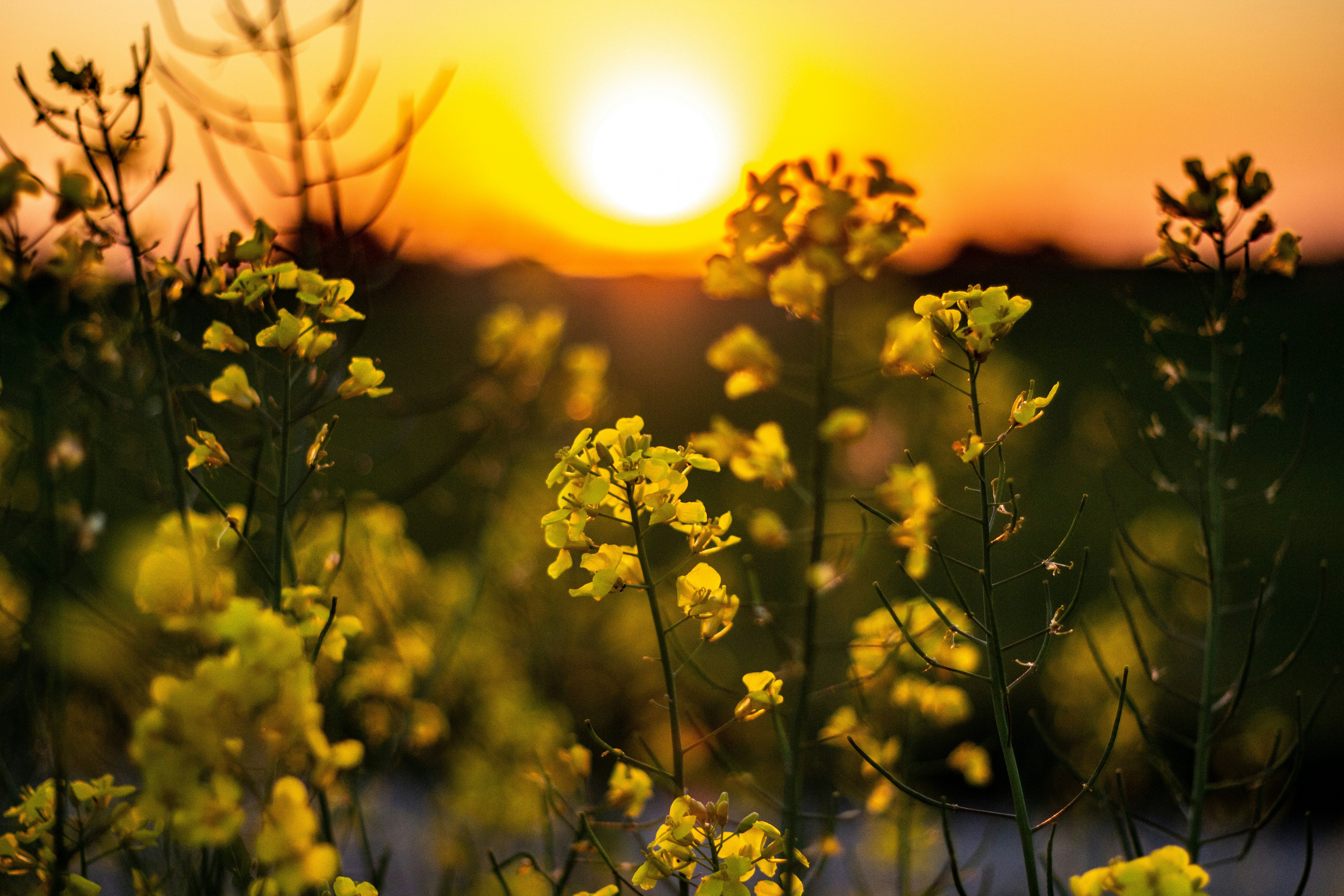 Photo by ulmanphotography