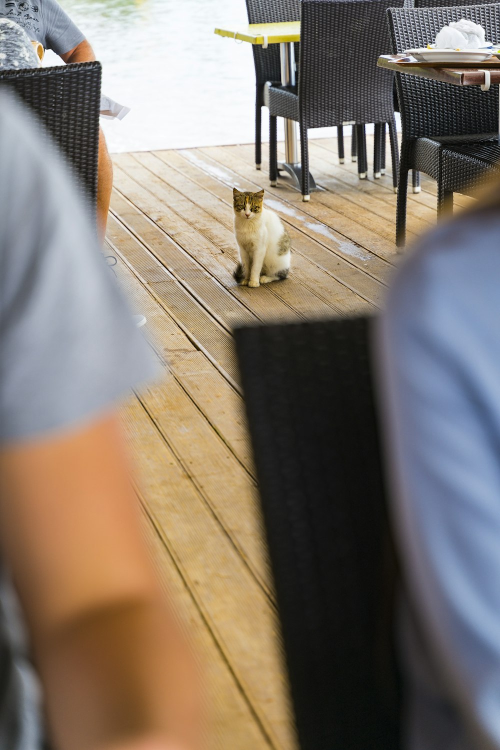 person in blue shirt and black pants standing beside white dog