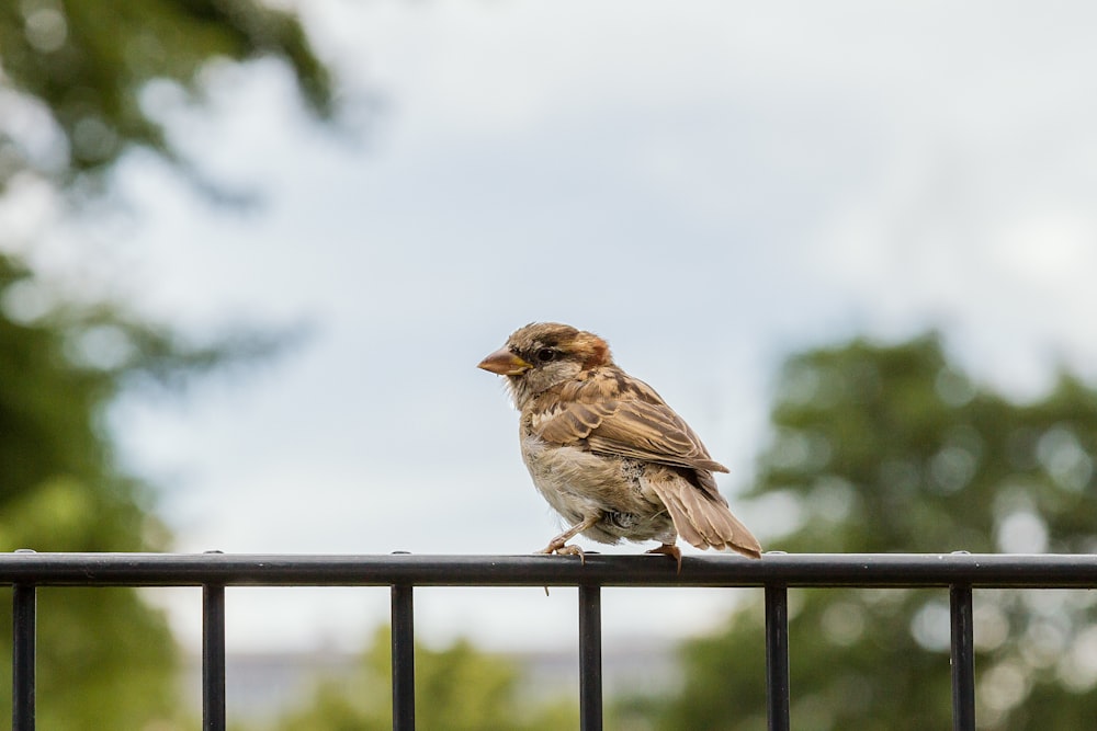 brown bird on black metal fence during daytime