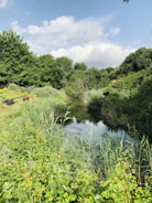 Wide shot of a small pond surrounded by native grasses and flowering shrubs.