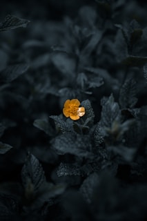 yellow flower in tilt shift lens