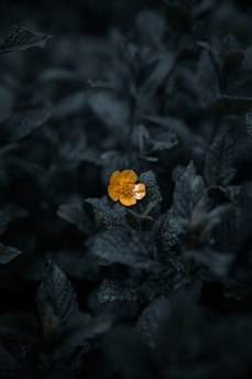 yellow flower in tilt shift lens