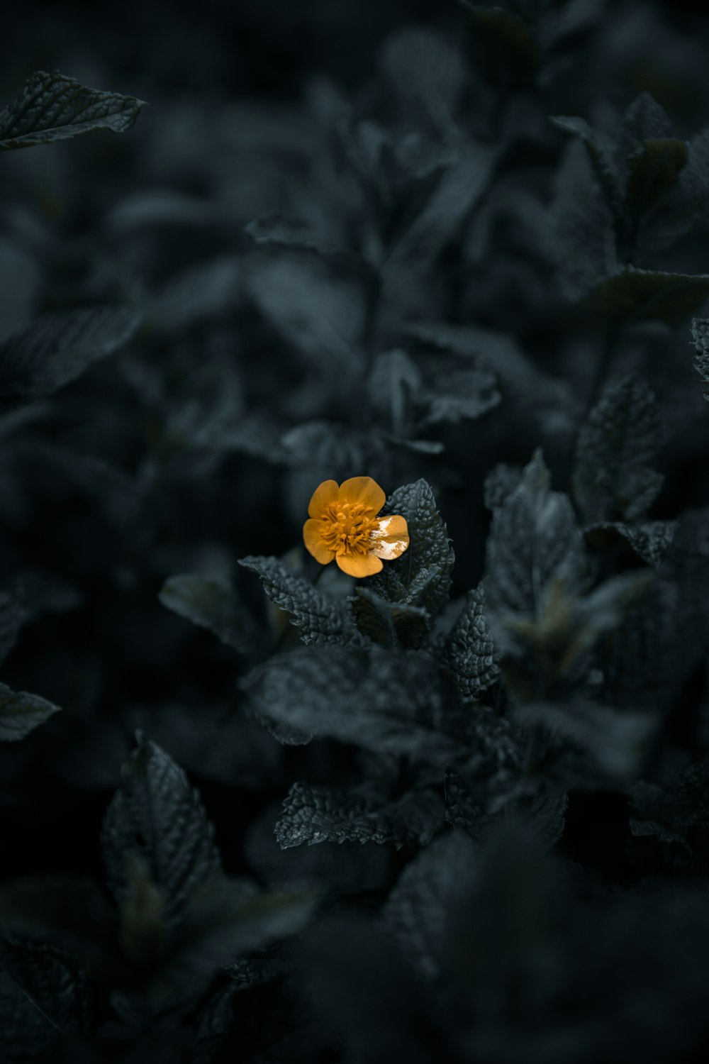 yellow flower in tilt shift lens