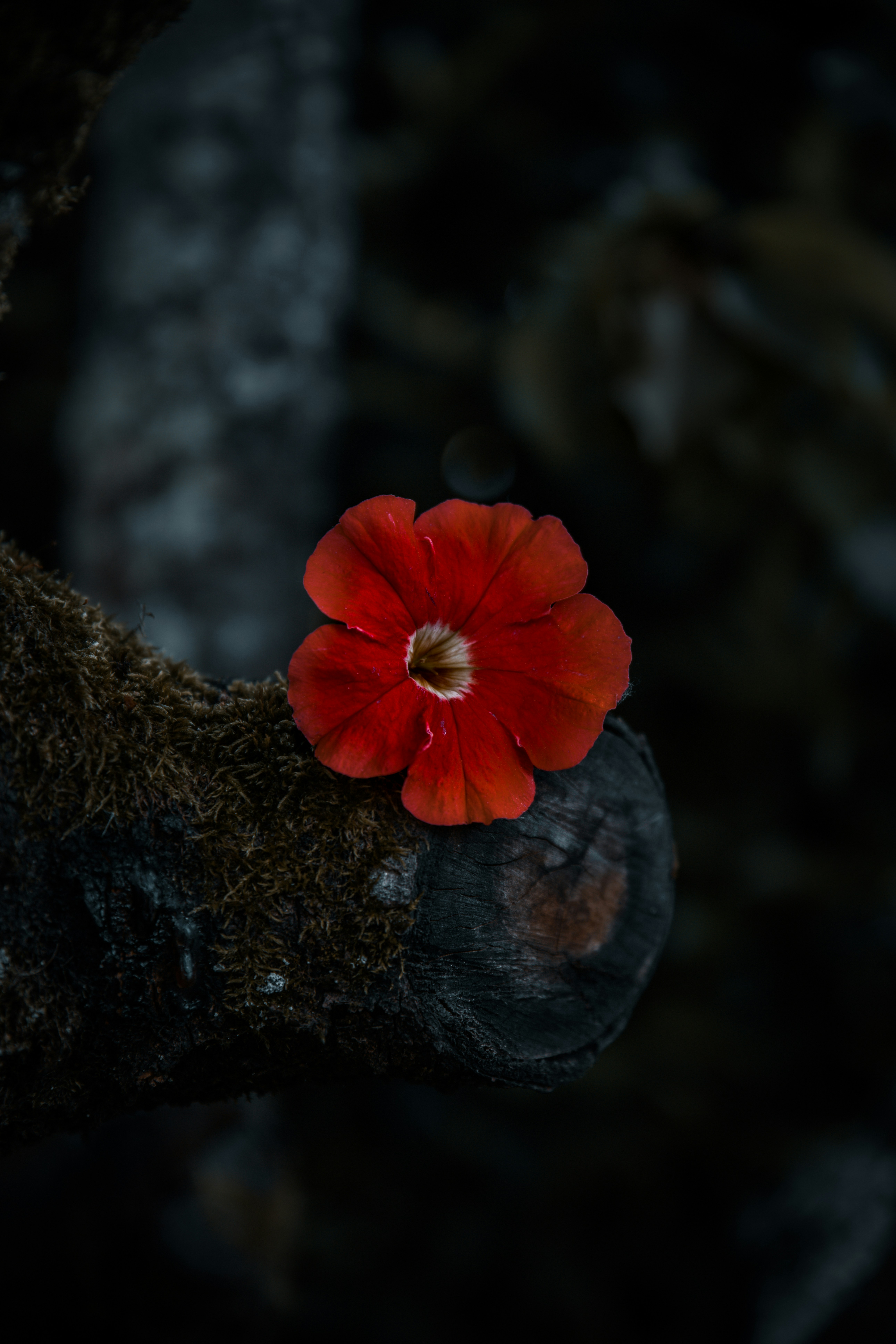 Photo by jusdevoyage