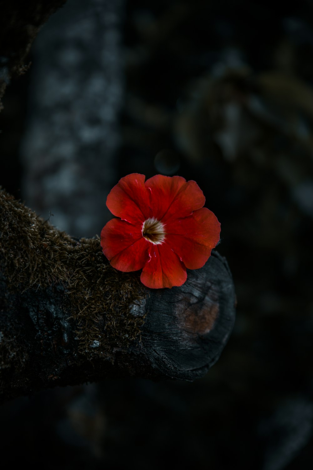 flor roja en tronco de árbol marrón