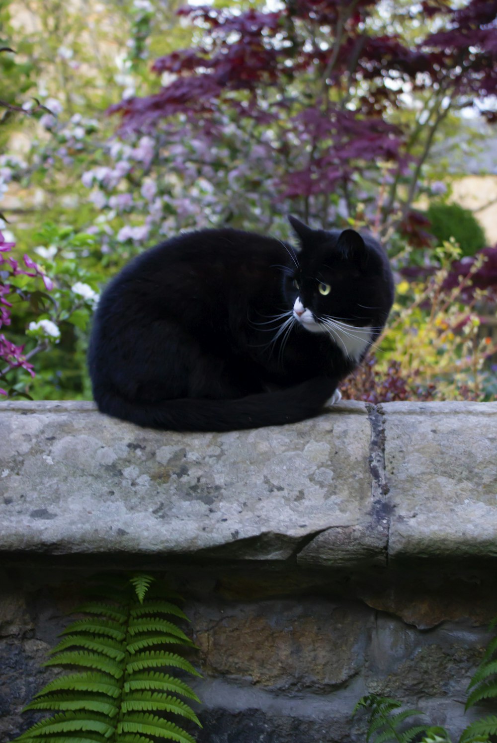 tuxedo cat on gray concrete wall