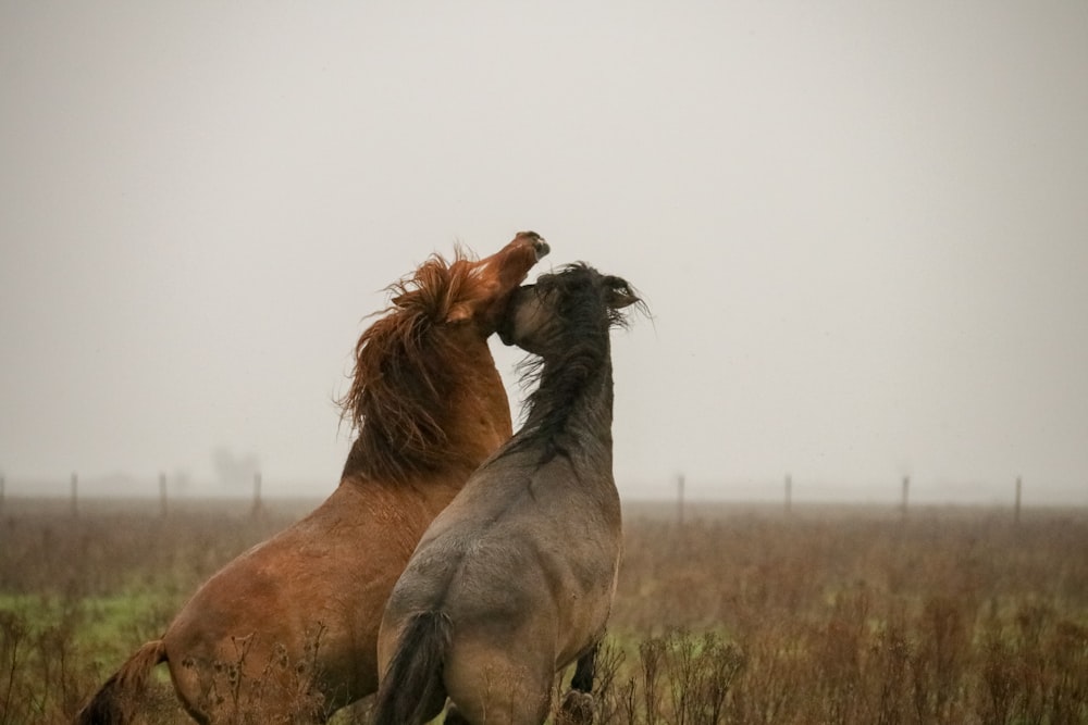 brown horse on green grass field during daytime