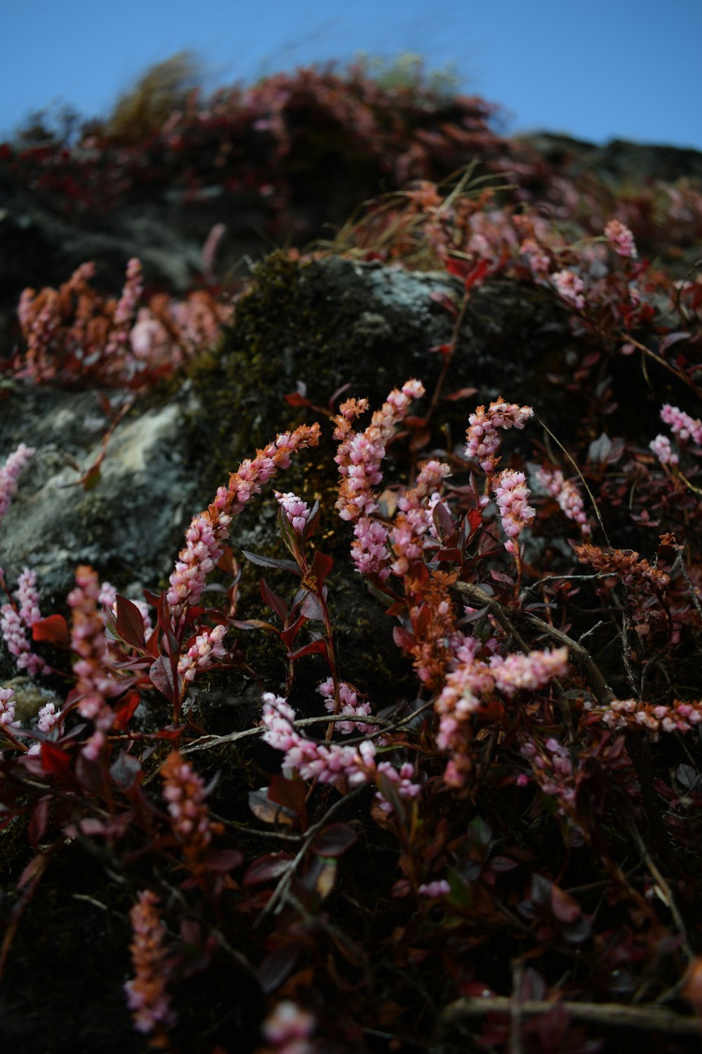 red and brown plant on gray rock