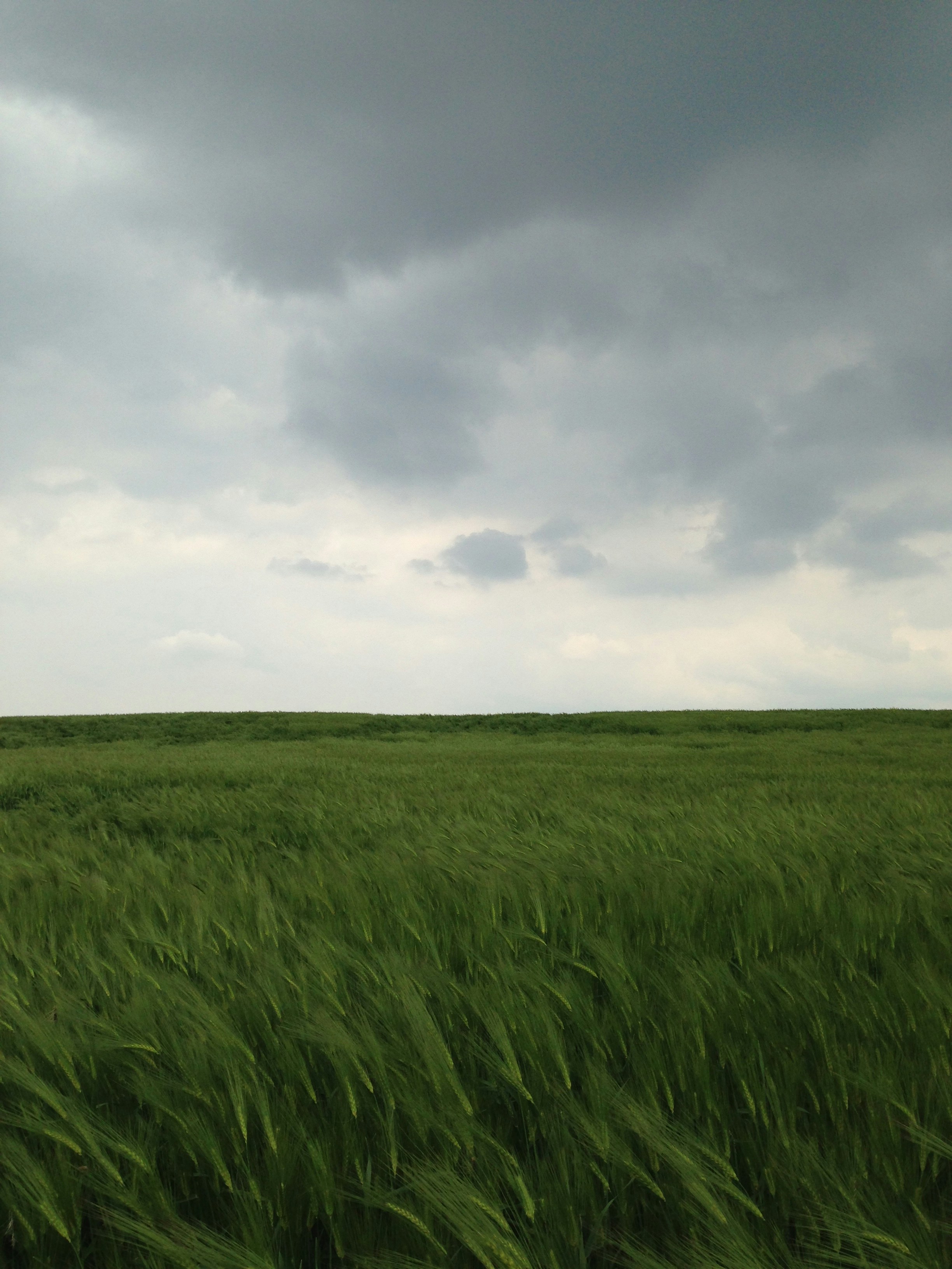 Green grass field under cloudy sky during daytime photo Free Grey