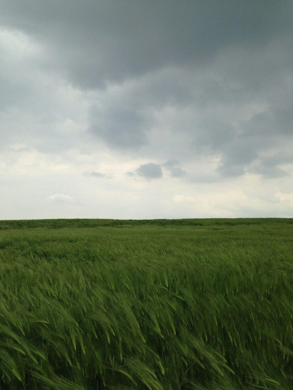 green grass field under cloudy sky during daytime