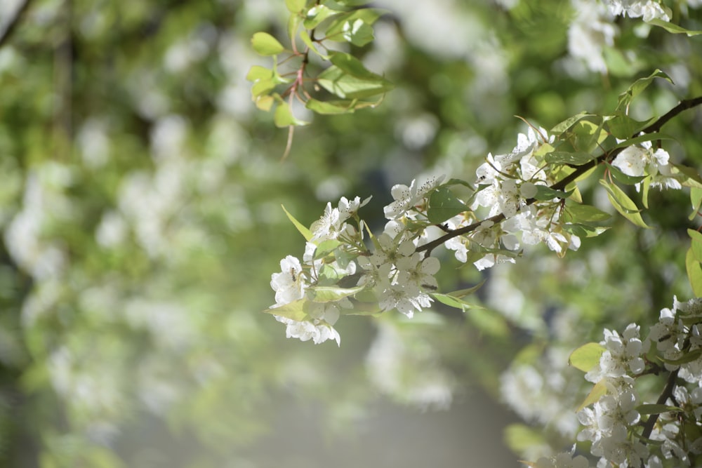 white flower in tilt shift lens