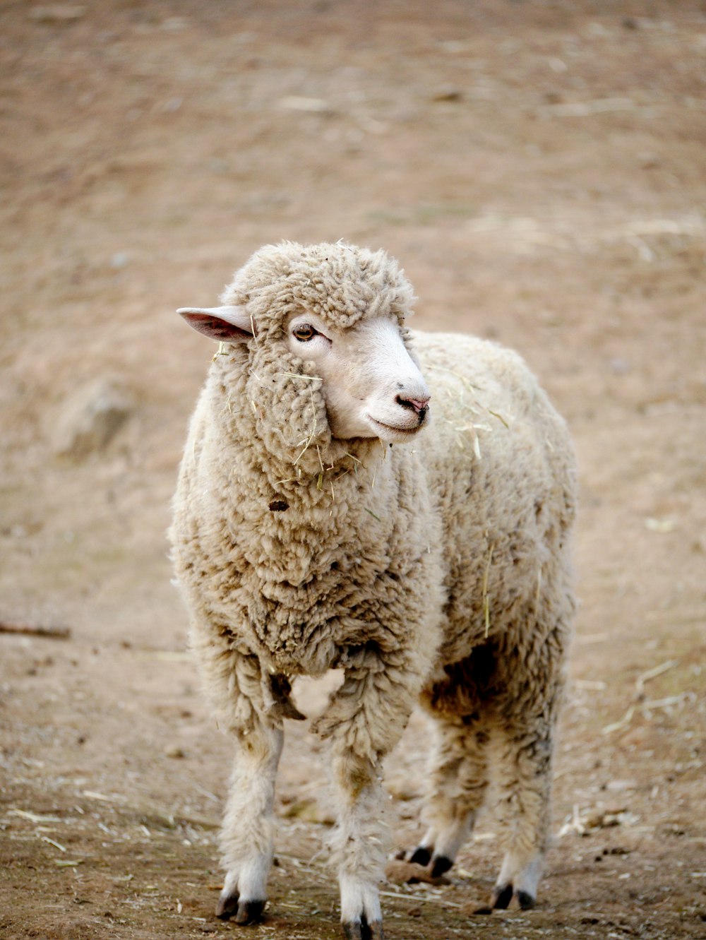 Weiße Schafe auf braunem Feld tagsüber