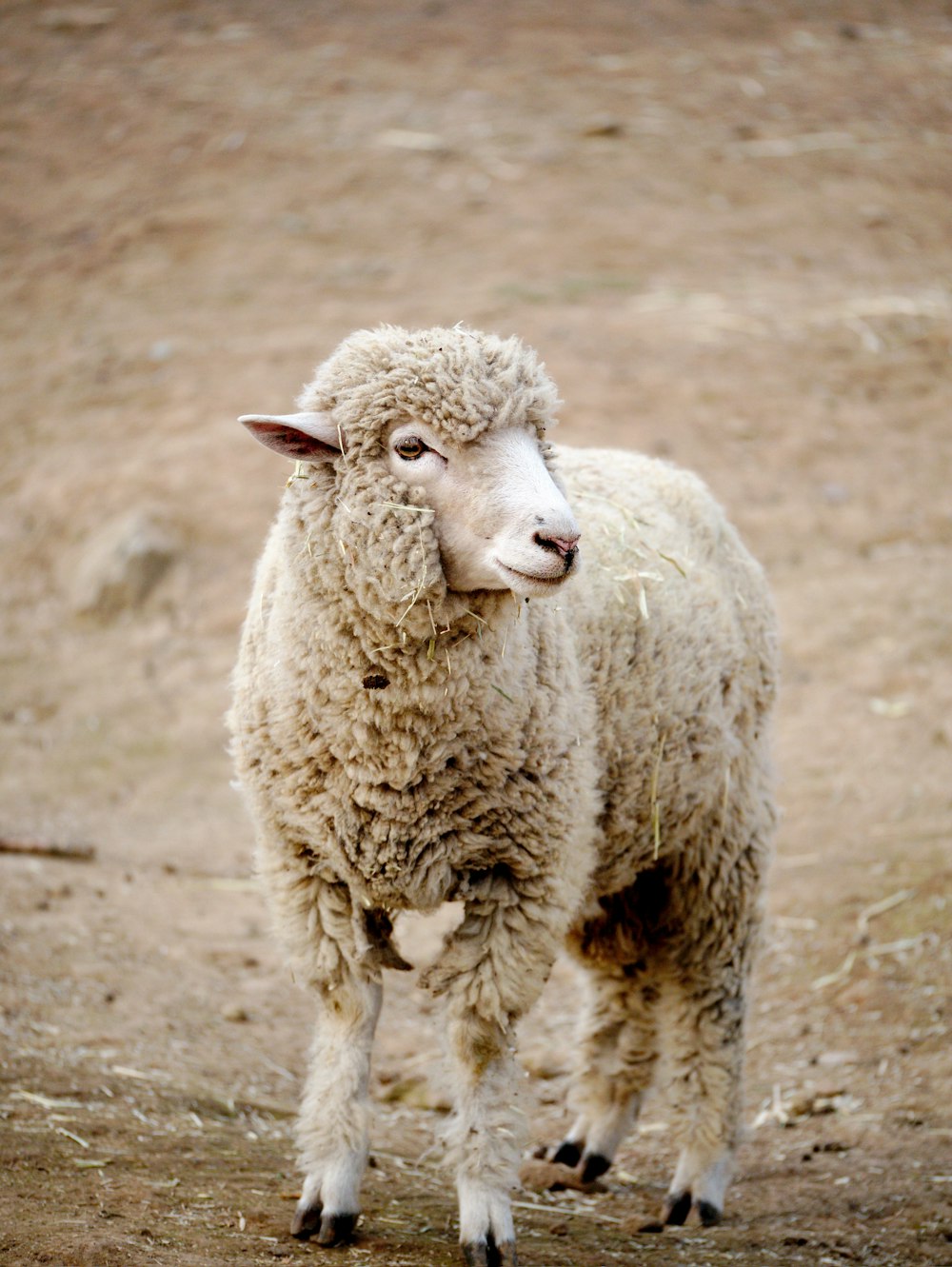 ovelha branca no campo marrom durante o dia