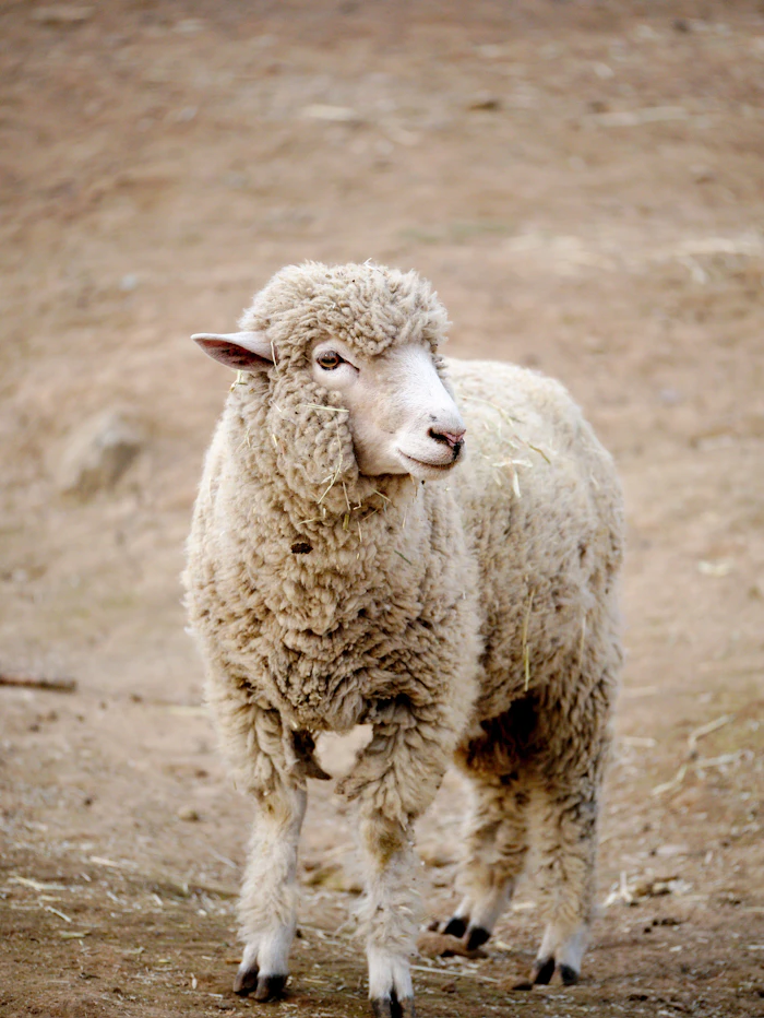 Fluffy white sheep at the farm