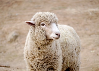 white sheep on brown field during daytime