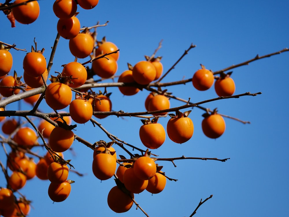 Fruit orange sur l’arbre pendant la journée