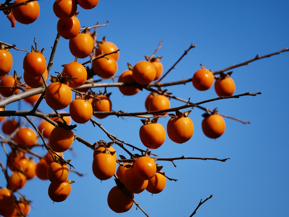 Frutta arancione sull'albero durante il giorno