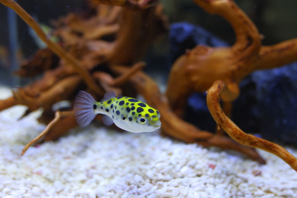 white and black polka dot fish