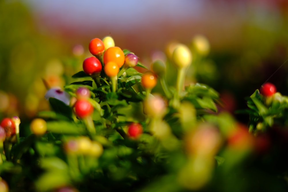 red and yellow round fruits