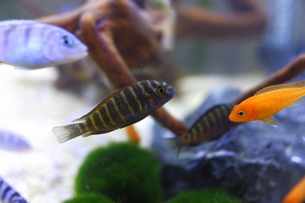 yellow and black fish in fish tank