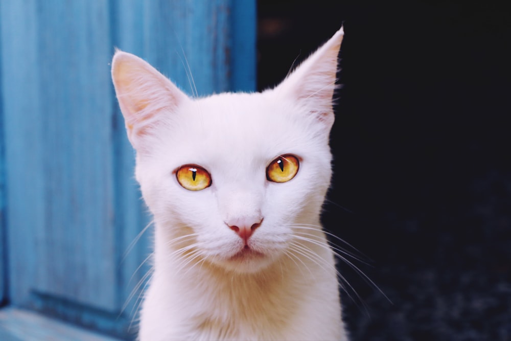 white cat with black background
