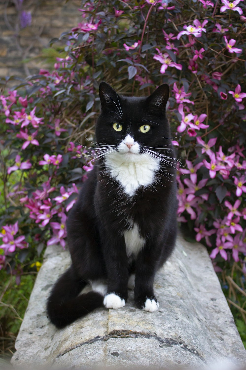 tuxedo cat sitting on concrete bench