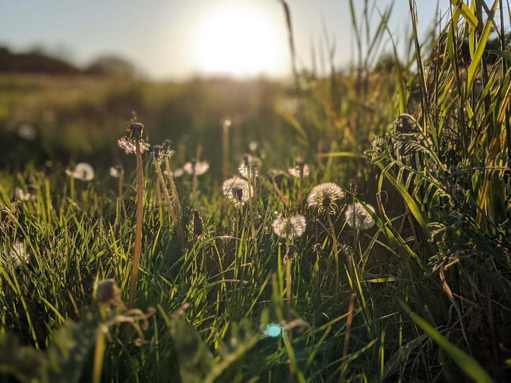 white dandelion flower in close up photography during daytime