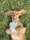 brown and white long coated small dog lying on green grass