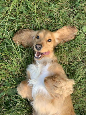 Veterinary & Pet Services