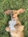 brown and white long coated small dog lying on green grass