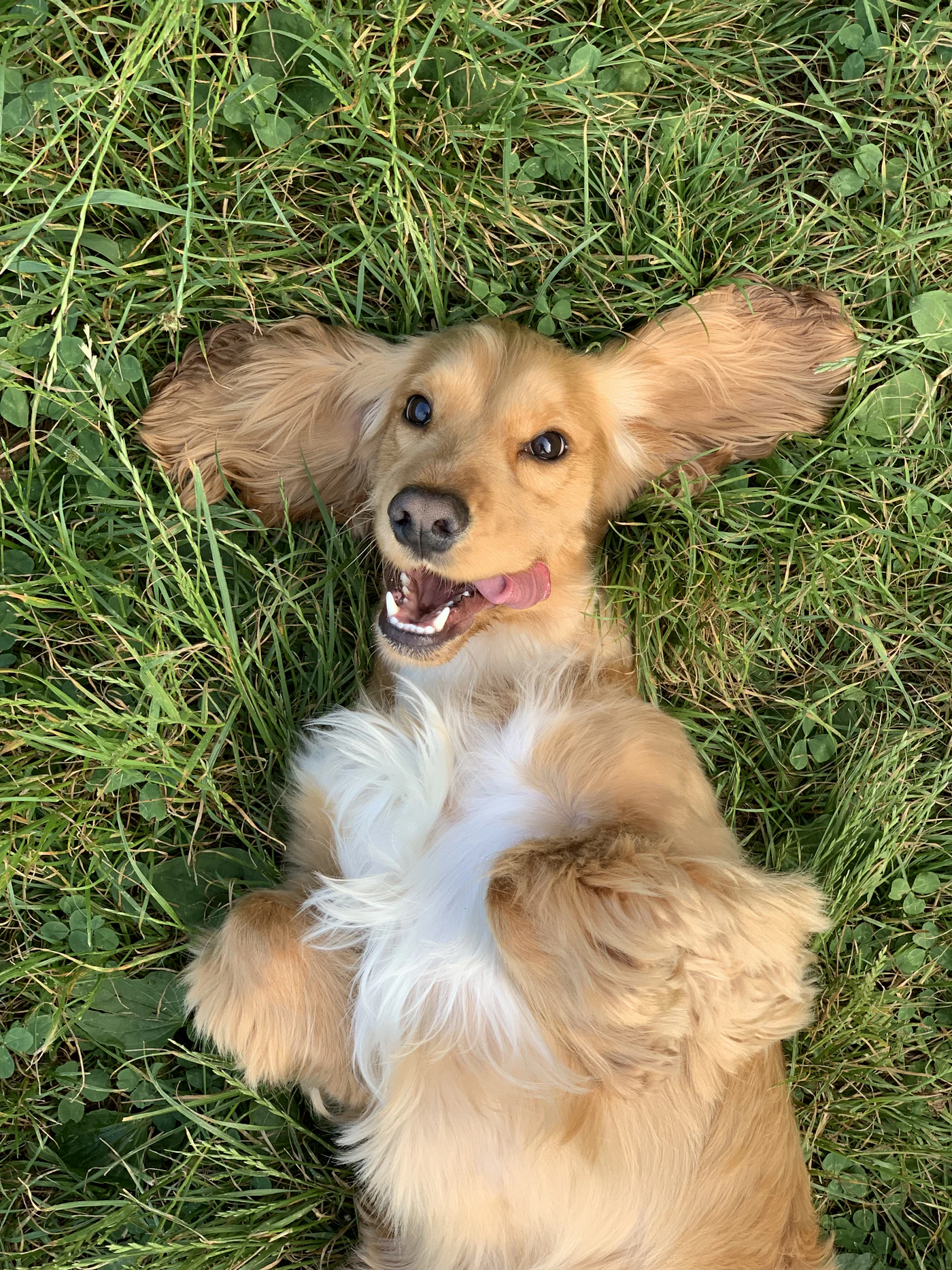 A relaxed golden spaniel lying down calmly in the grass and looking up at the camera, gentle and at ease