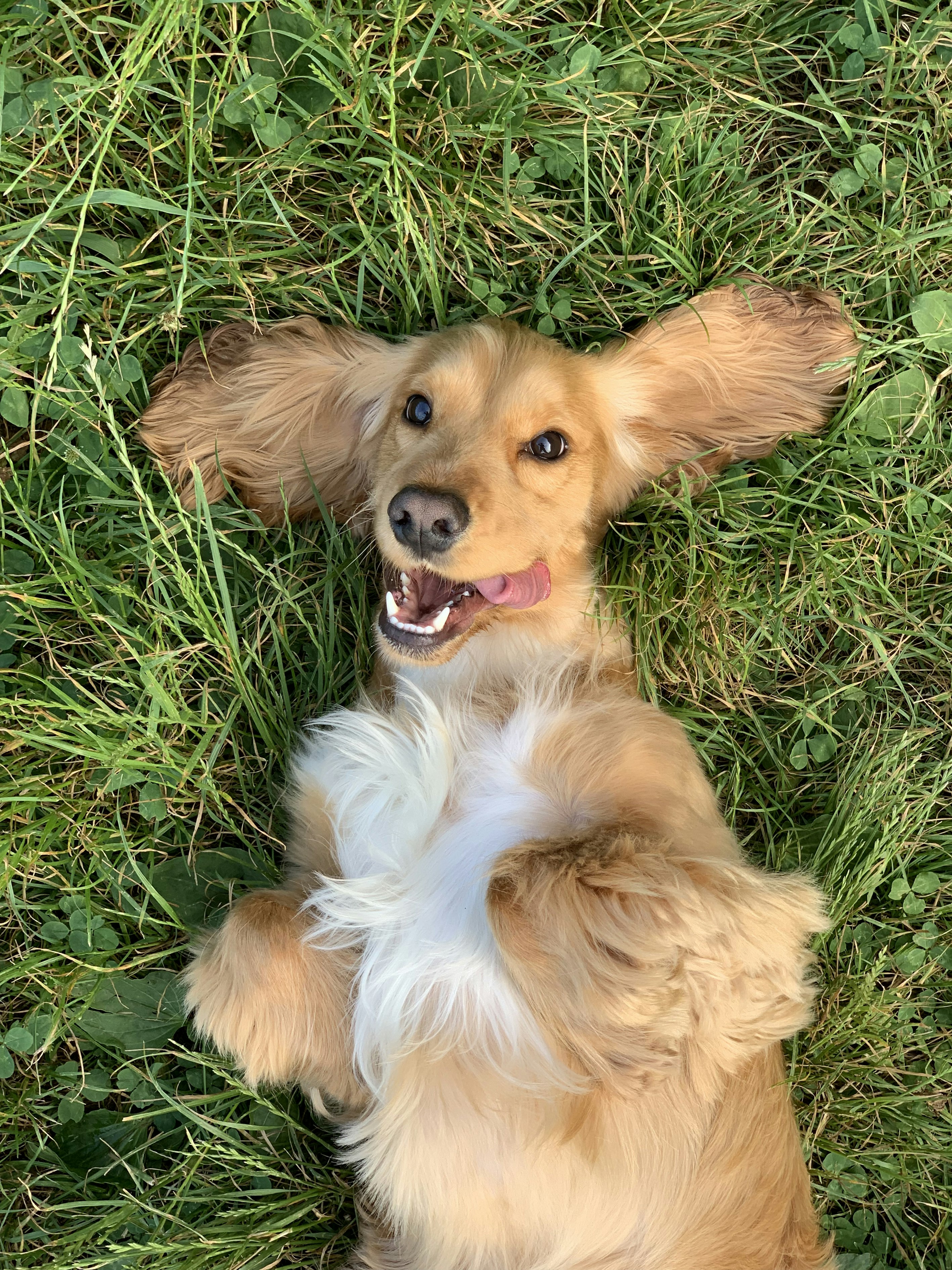 A happy golden retriever smiling