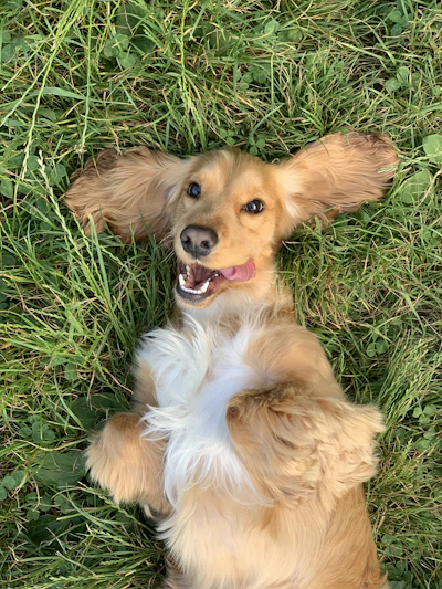 brown and white long coated small dog lying on green grass