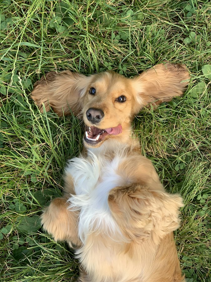 PetSafe Gentle Spray Bark Control Review: A Humane Alternative, Tested